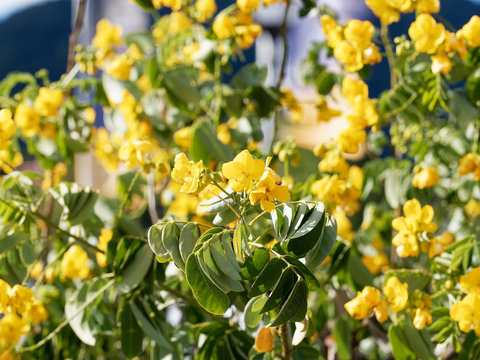Senna Siamea or Kasood, an ornamental evergreen tree with yellow flowers between green-reddish alternate leaves