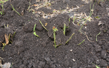 Roses Winter Care: Preparing Roses For Winter. Protect Roses for the Winter with Covering Dirt