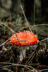 picking mushrooms in the forest