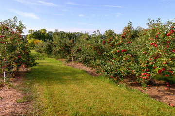 Fototapeta na wymiar red apples in orchard 