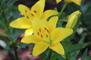 yellow lilies in the garden