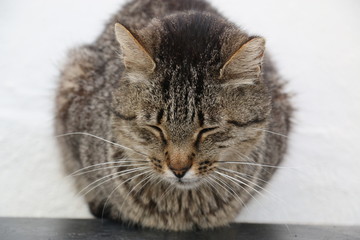 sleeping cat zen