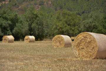 Country landscape of straw rolls, bale or yellow straw alpacas