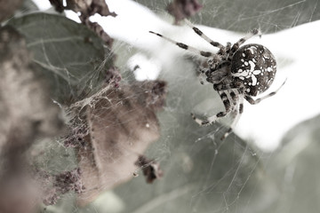 The Orb Spider (Araneus diadematus), a female who leaves in my back yard, Braga, Portugal.