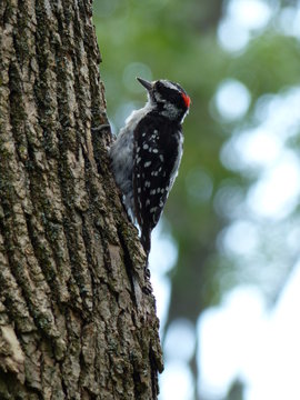 Pic chevelu m&acirc;le avec tache rouge perch&eacute; sur le tronc d'un arbre en for&ecirc;t