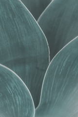 Backgrounds and Textures - Leaves