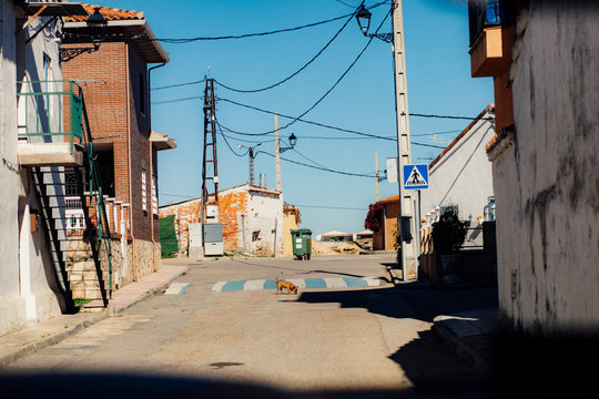 Straßenhund in spanischem Dorf