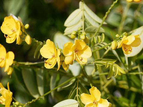 Senna Siamea - Yellow flowers of Kassod tree or Cassia tree