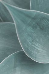 Backgrounds and Textures - Leaves