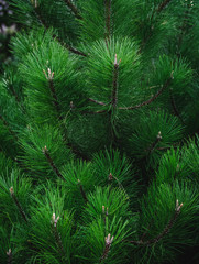 Background from green pine branches. Christmas background.