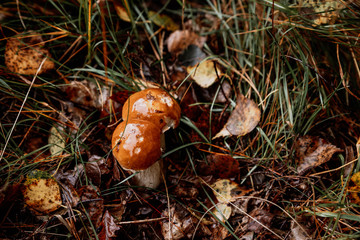 picking mushrooms in the forest