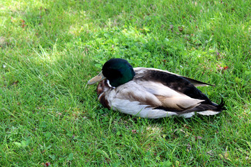  resting duck on green background