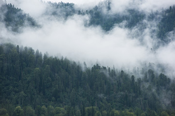 Forested mountain slope in low lying cloud with green conifers shrouded in mist in Altai Mountains