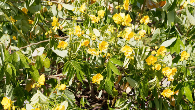 Senna Siamea or Kasood, an ornamental evergreen tree with yellow flowers between green-reddish alternate leaves