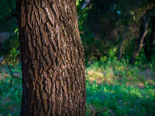 Oak bark close up forest background shot..