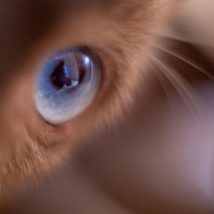 Ojo gato macro