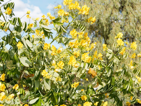 Senna Siamea - Kassod tree or Cassia tree