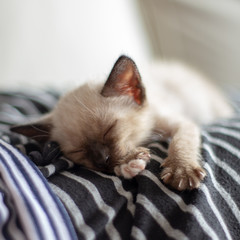 Gato joven duerme