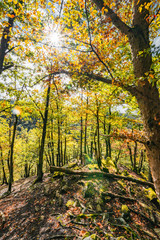 herbstlicher Wald im Hunsrück in Deutschland