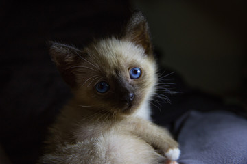 Gato iluminado claroscuro