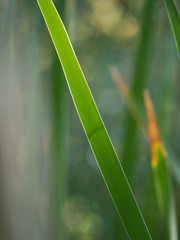 Reed Close Up Diagonal green line abstract .