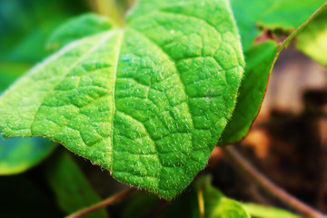 Close-Up of leaf