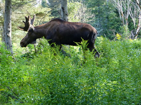 orignal dans la for&ecirc;t au Quebec