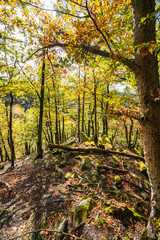 herbstlicher Wald im Hunsrück in Deutschland