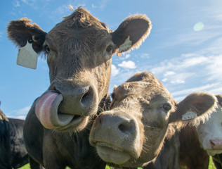 cow with her tongue out