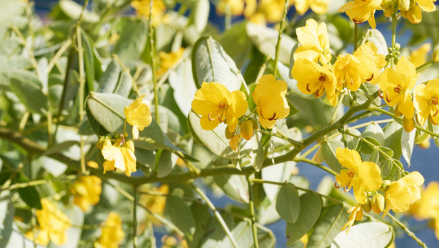 Senna Siamea - Beautiful Yellow flowers and green leaves of Kassod tree or Cassia tree
