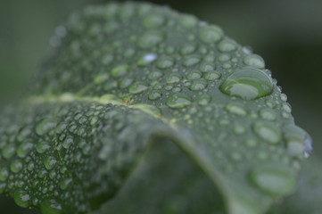 Macro Close-up of leaf with rain drops
