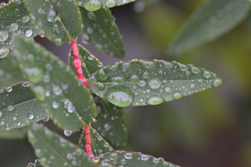 Macro Close-up of leaf with rain drops