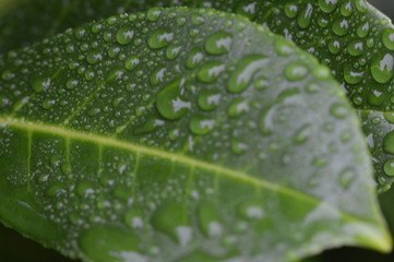 Macro Close-up of leaf with rain drops