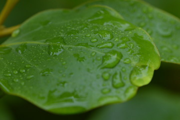 Macro Close-up of leaf with rain drops
