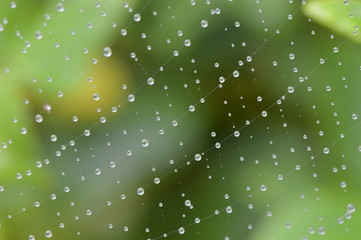 Macro Close-up of Spider web with rain drops