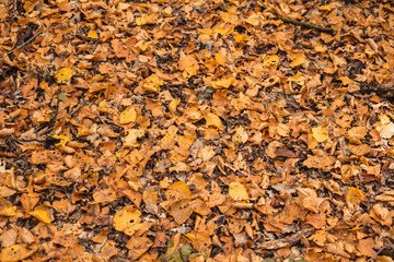autumn leaves in the forest covering the earth