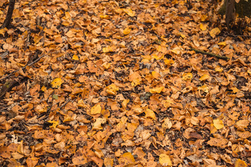 autumn leaves in the forest covering the earth