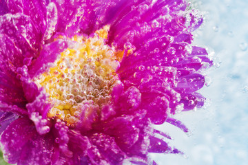 Blurred red flowers chained in ice by severe frost.