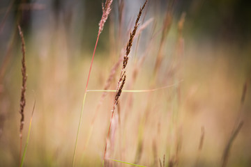 Fototapeta premium Autumn