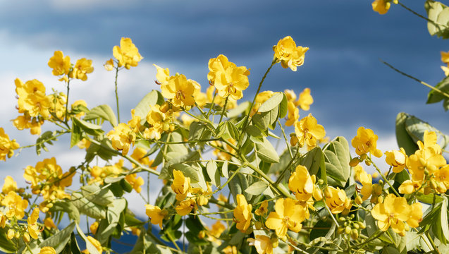 Senna Siamea - Beautiful Yellow flowers and green leaves of Kassod tree or Cassia tree
