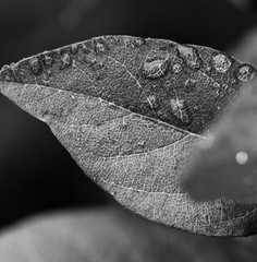 Black & white close up of leaf with raindrops