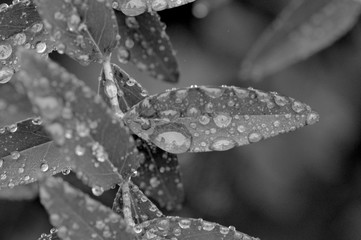 Black & white close up of leaf with raindrops