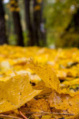 Background group autumn yellow leaves. Outdoor.