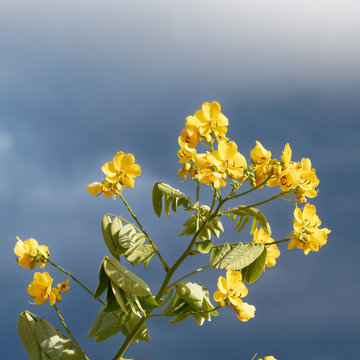Senna Siamea - Beautiful Yellow flowers and green leaves of Kassod tree or Cassia tree