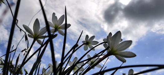 Obraz na płótnie Canvas white flowers on background of blue sky