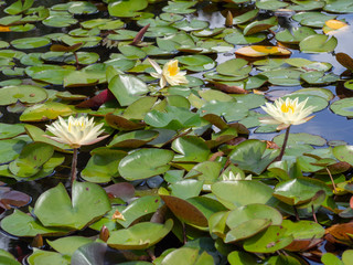 The aquatic flowering plant known as European water lily in its natural habitat.
