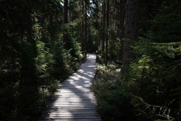 Fototapeta premium Wooden path leading through a dark swamp forest. Some sunbeams are reflecting on the wooden trail