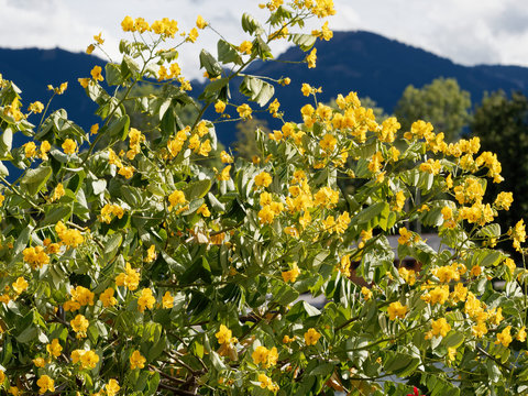 (Senna Siamea) Kassod tree or Cassia tree
