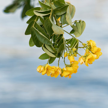 (Senna Siamea) Kassod tree or Cassia tree