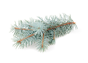 blue spruce branch isolated on white background close-up